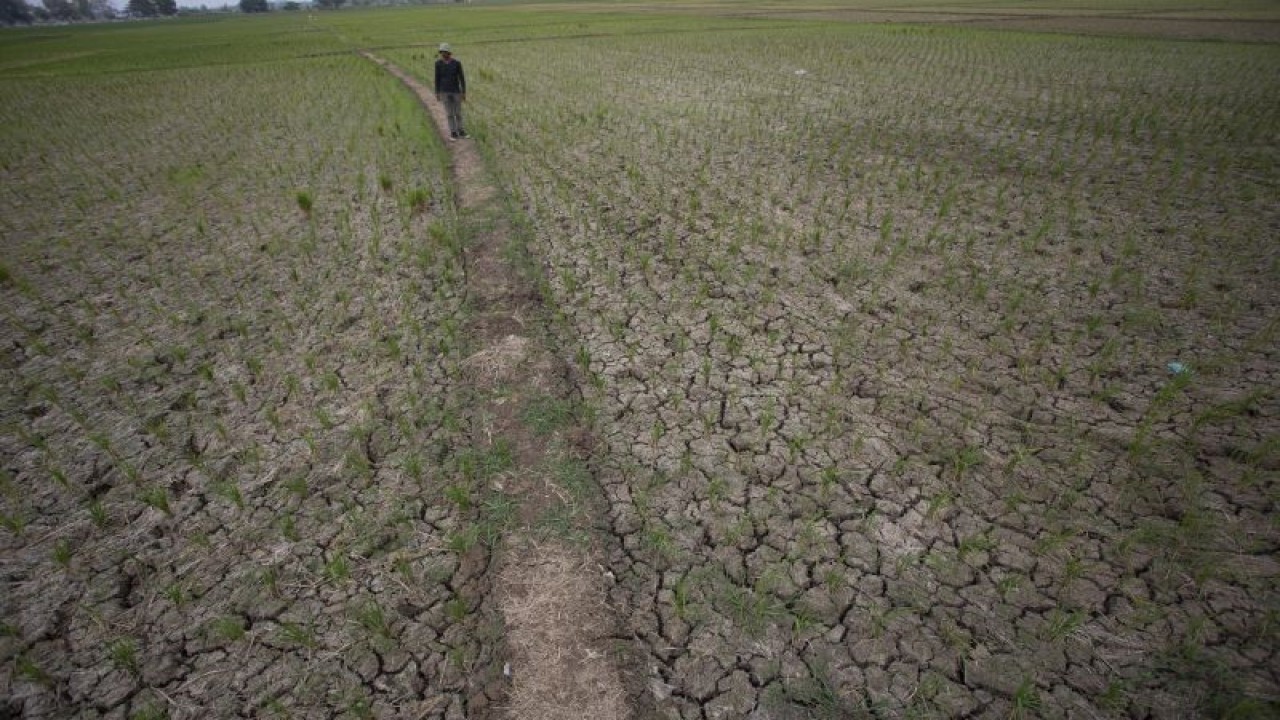 Arsip Foto- Warga melihat sawah yang mengering di Kandanghaur, Indramayu, Jawa Barat, Kamis (15/6/2023). (ANTARA FOTO/Dedhez Anggara/foc)