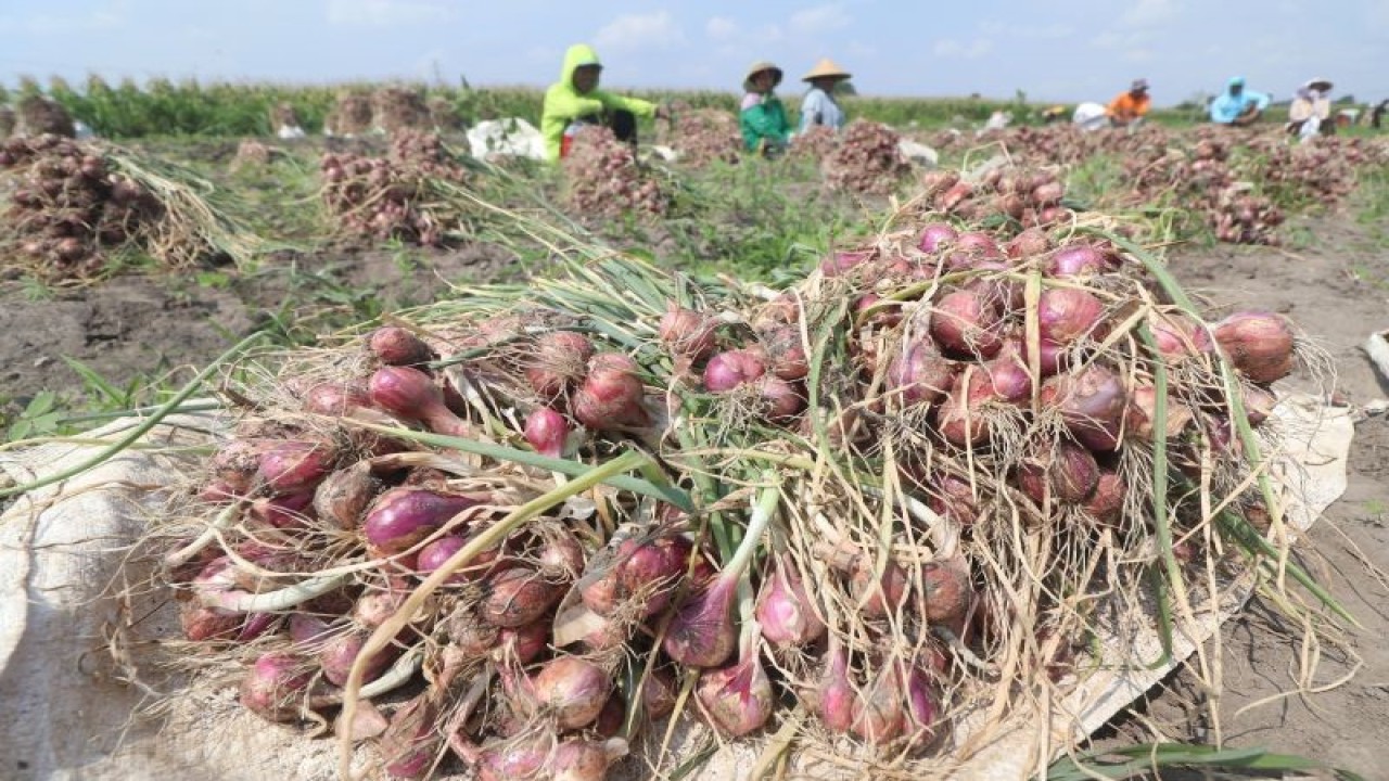 Arsip - Buruh tani memanen bawang merah di area persawahan Desa Paron, Kediri, Jawa Timur, Rabu (7/6/2023). ANTARA FOTO/Prasetia Fauzani/tom.