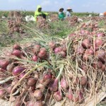BRIN kembangkan bawang merah tahan perubahan iklim-1686885375