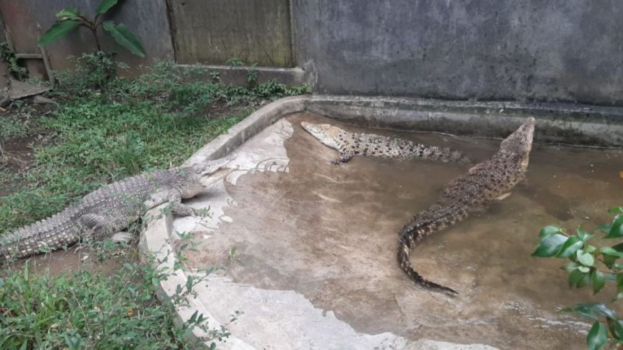Buaya asal Cirebon dan Ciamis dievakuasi ke Taman Safari Bogor, Jawa Barat. ANTARA/HO-Humas TSI