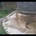 Buaya-1686239274