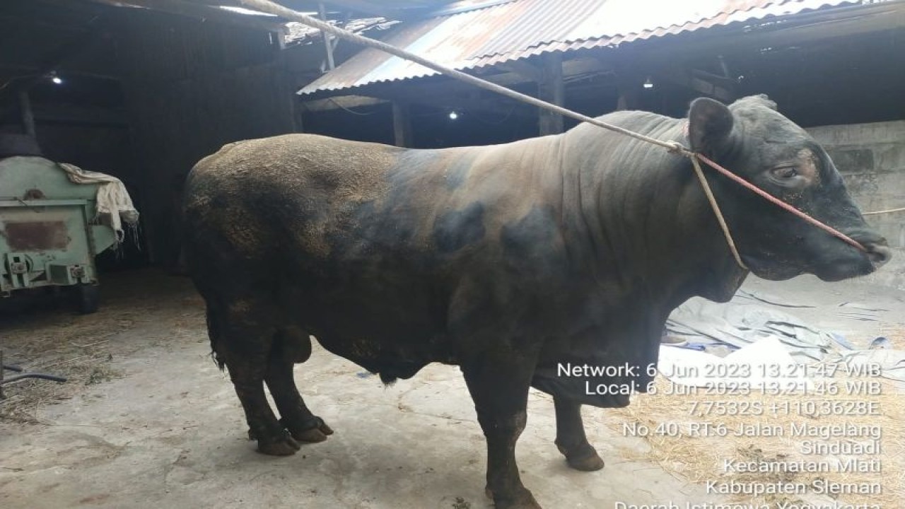 Salah satu sapi milik peternak di Kabupaten Sleman yang dipilih oleh tim kepresidenan untuk dijadikan sebagai hewan kurban pada Hari Raya Idul Adha 2023. (ANTARA/HO-Tim Media Bupati Sleman)