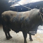 Bupati bangga sapi peternak Sleman dipilih Presiden untuk hewan kurban-1687424802