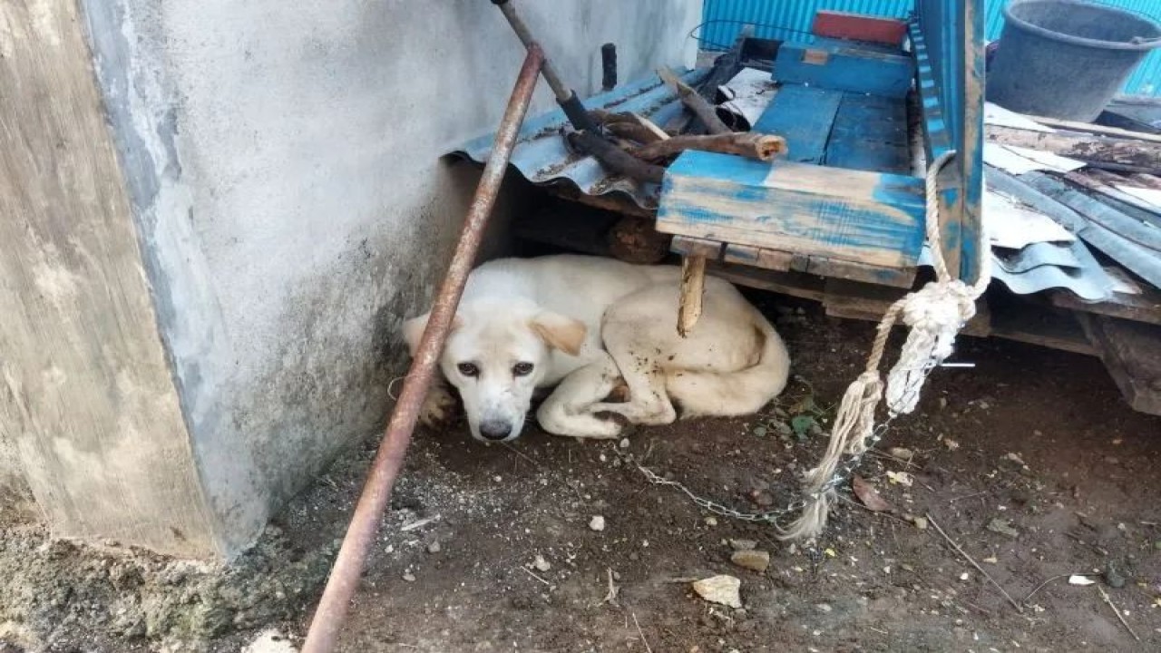 Seekor anjing yang menyerang anak kecil di Desa Golo Bilas, Manggarai Barat, NTT diikat dan diobservasi selama 14 hari, Kamis (20/10/2022). (ANTARA/HO-Kominfo Manggarai Barat)