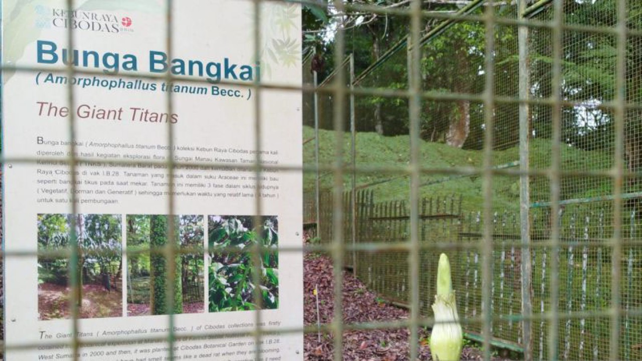 Bunga bangkai raksasa menunggu mekar sempurna di Kebun Raya Cibodas, Cianjur, Jawa Barat, diperkirakan pada bulan Juli saat libur panjang sekolah.(ANTARA/Ahmad Fikri). (Ahmad Fikri)