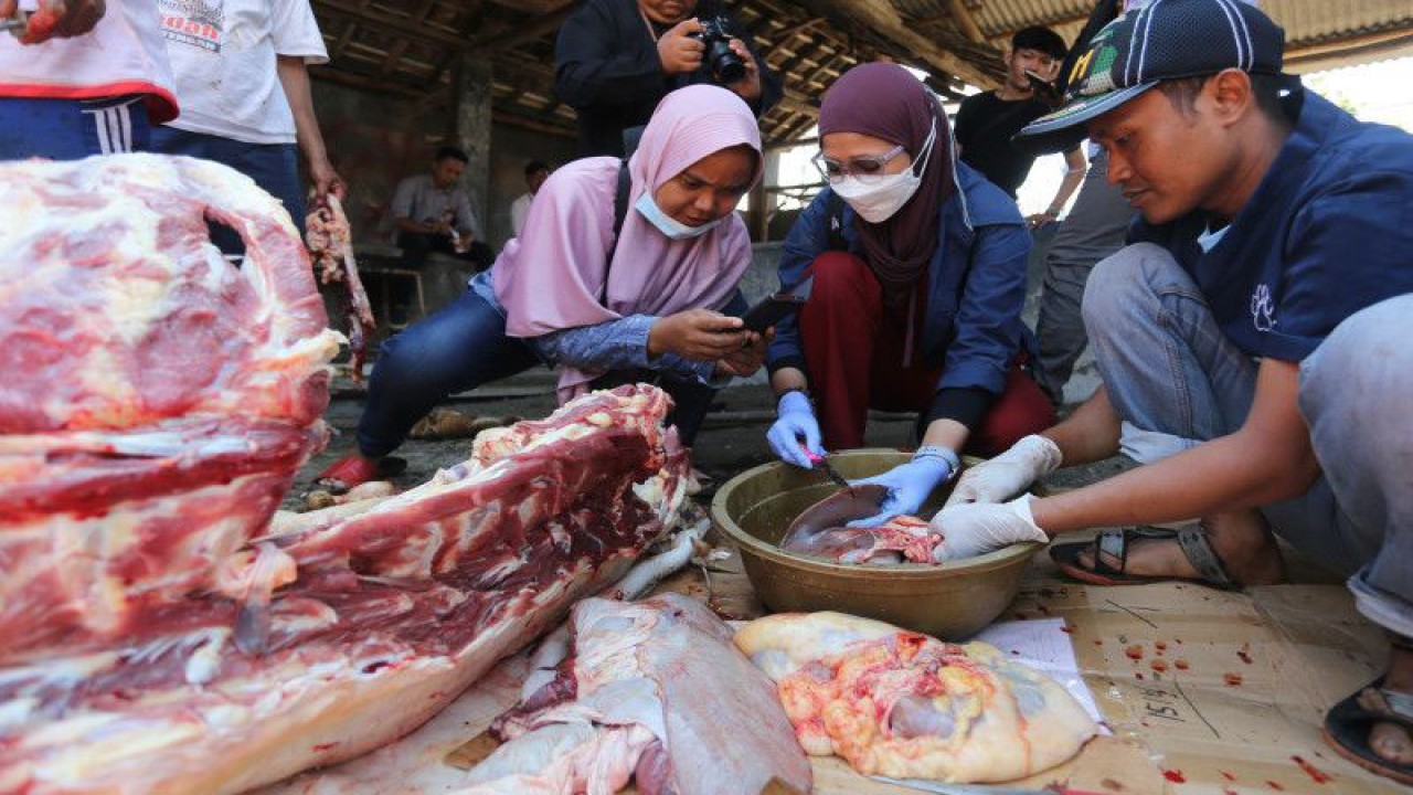 Ilustrasi: Dokter hewan dari Dinas Ketahanan Pangan dan Pertanian (DKPP) memeriksa kondisi daging hewan kurban sebelum dibagikan di Rumah Pemotongan Hewan Singaraja, Indramayu, Jawa Barat. ANTARA FOTO/Dedhez Anggara/tom.