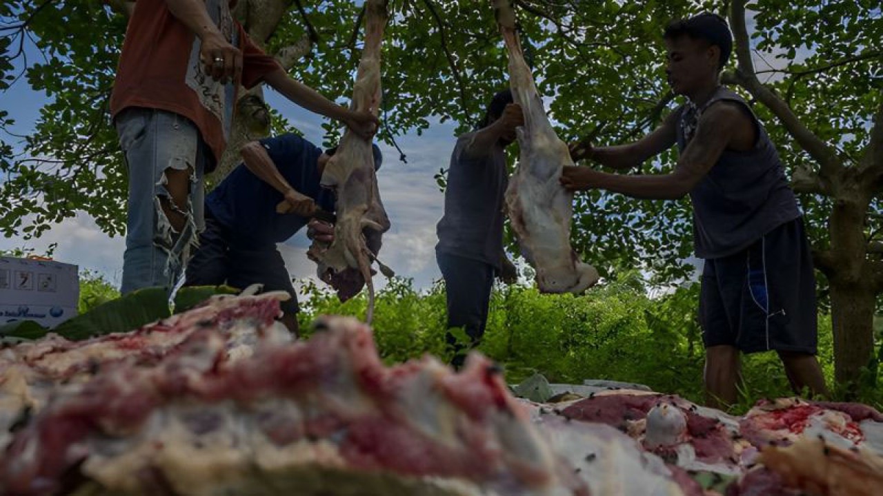 FOTO ARSIP - Panitia menguliti sapi kurban yang telah disembelih di Desa Pombewe, Sigi, Sulawesi Tengah, Selasa (20/7/2021). (FOTO ANTARA/Basri Marzuki)
