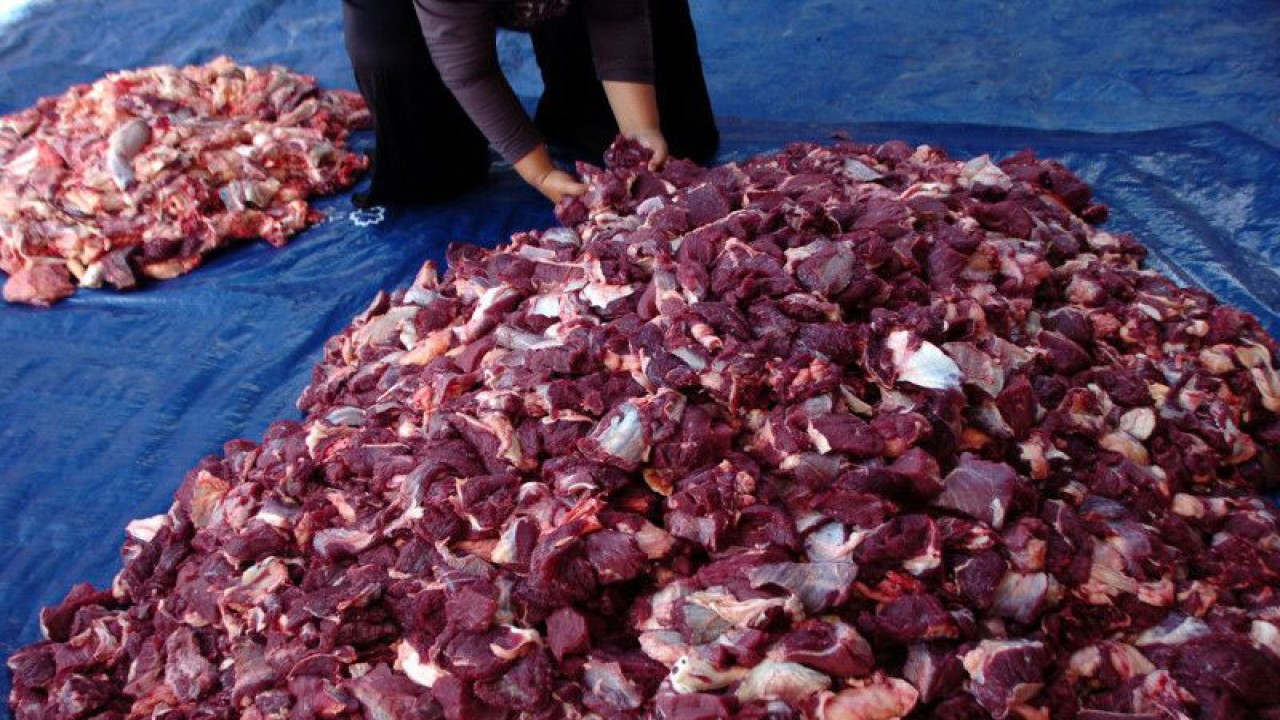 Ilustrasi - Panitia menata daging sapi usai proses penyembelihan sapi kurban terbesar di Masjid Jami Al Haq Desa Tembok Kidul, Kabupaten Tegal, Jawa Tengah, Kamis (29/6/2023). ANTARA FOTO/Oky Lukmansyah/tom.