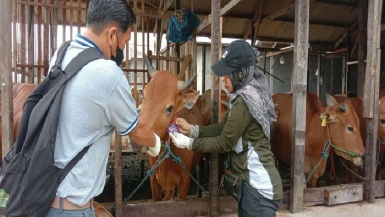 Tim Dinas Peternakan Kobar saat melakukan pemasangan label sehat terhadap sapi yang di nyatakan layak, Kamis (15/6/2023). (ANTARA/HO-Prokom Kobar)