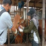 Dinas Pertanian Kobar periksa kesehatan sapi kurban-1686898285