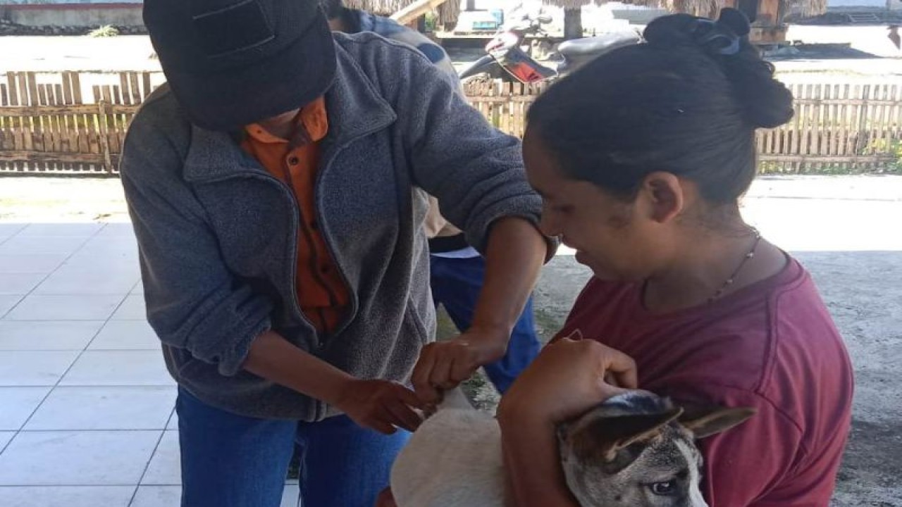 Vaksinasi anjing untuk mencegah rabies di Kecamatan Golewa Barat, Kabupaten Ngada, NTT, Selasa (6/6/2023). ANTARA/HO-Dinas Peternakan Kabupaten Ngada