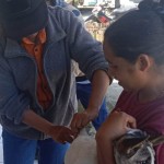 Dinas Peternakan Ngada vaksinasi darurat 4.213 anjing cegah rabies-1686301339