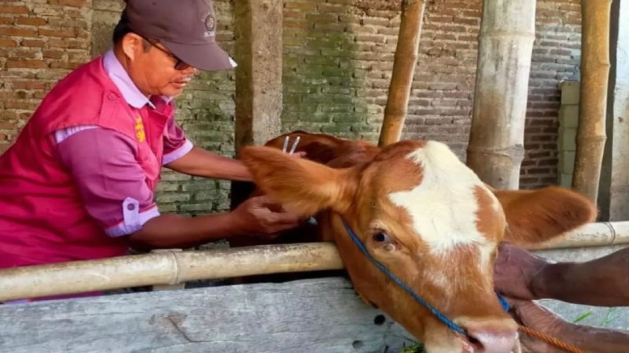 Petugas Dinas Peternakan dan Perikanan Magetan, Jatim memberikan vaksinasi PMK dan memeriksa kesehatan ternak sapi guna memastikan sehat dan layak untuk kurban. ANTARA/HO-Diskominfo Kabupaten Magetan