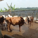 Disnakeswan Lebak periksa 4.995 ekor ternak kurban-1687942077