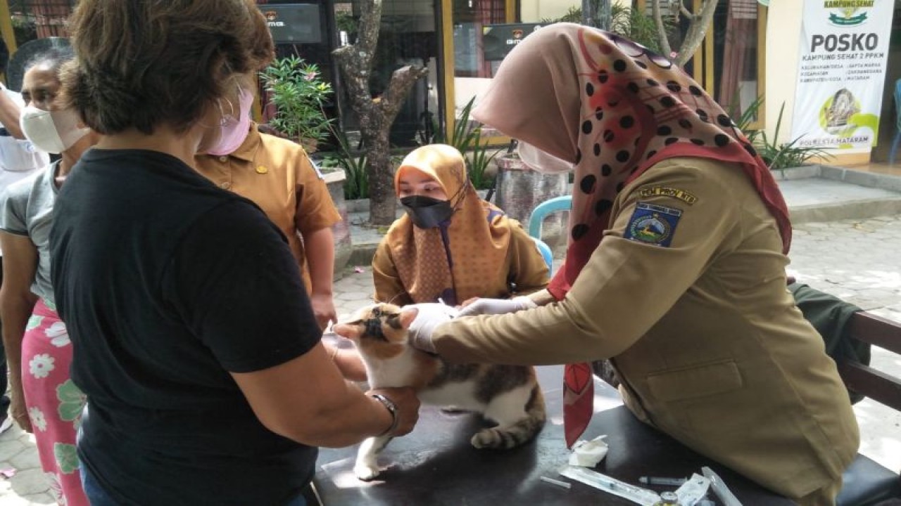 Dokumen (28/29-2021): Kegiatan vaksinasi hewan penular rabies (HPR) terutama anjing di Kota Mataram, Provinsi Nusa Tenggara Barat, sebagai upaya antisipasi penyebaran virus rabies. (ANTARA/Nirkomala)