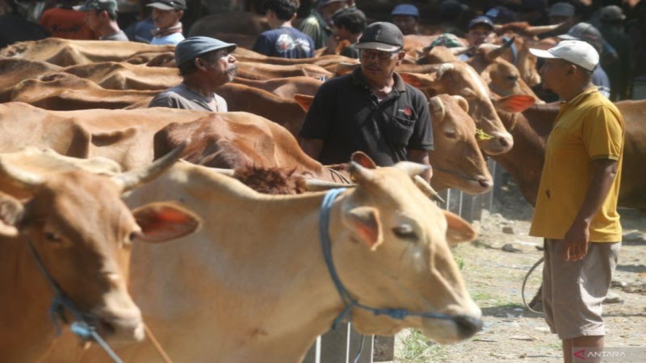 Pedagang dan peternak sapi melakukan tawar menawar harga di Pasar Hewan Kandangan, Ngawi, Jawa Timur, Selasa (30/5/2023). ANTARA FOTO/Ari Bowo Sucipto/tom.