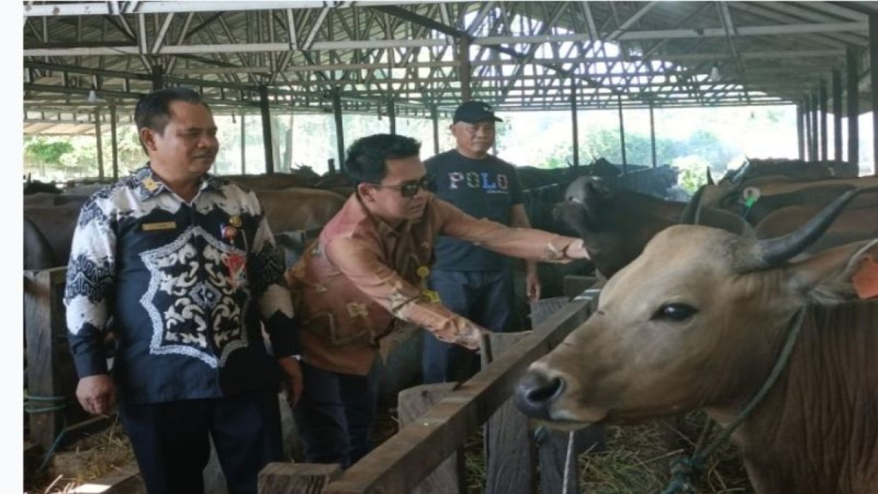 Kepala DKP3 Kota Banjarbaru Abu Yajid Bustami (kiri) berada di salah satu tempat pengumpulan sapi kurban untuk mengecek kesehatan hewan kurban yang disembelih pada Hari Raya Idul Adha 1444 Hijriah. (ANTARA/Yose Rizal)