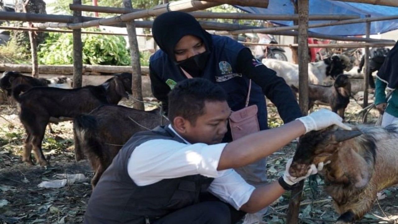 Petugas Dinas Ketahanan Pangan dan Pertanian (DKPP) Kota Madiun memeriksa kesehatan ternak kambing yang dijual pedagang musiman di wilayah setempat, Senin (26/6 /2023). FOTO ANTARA/HO-Diskominfo Kota Madiun