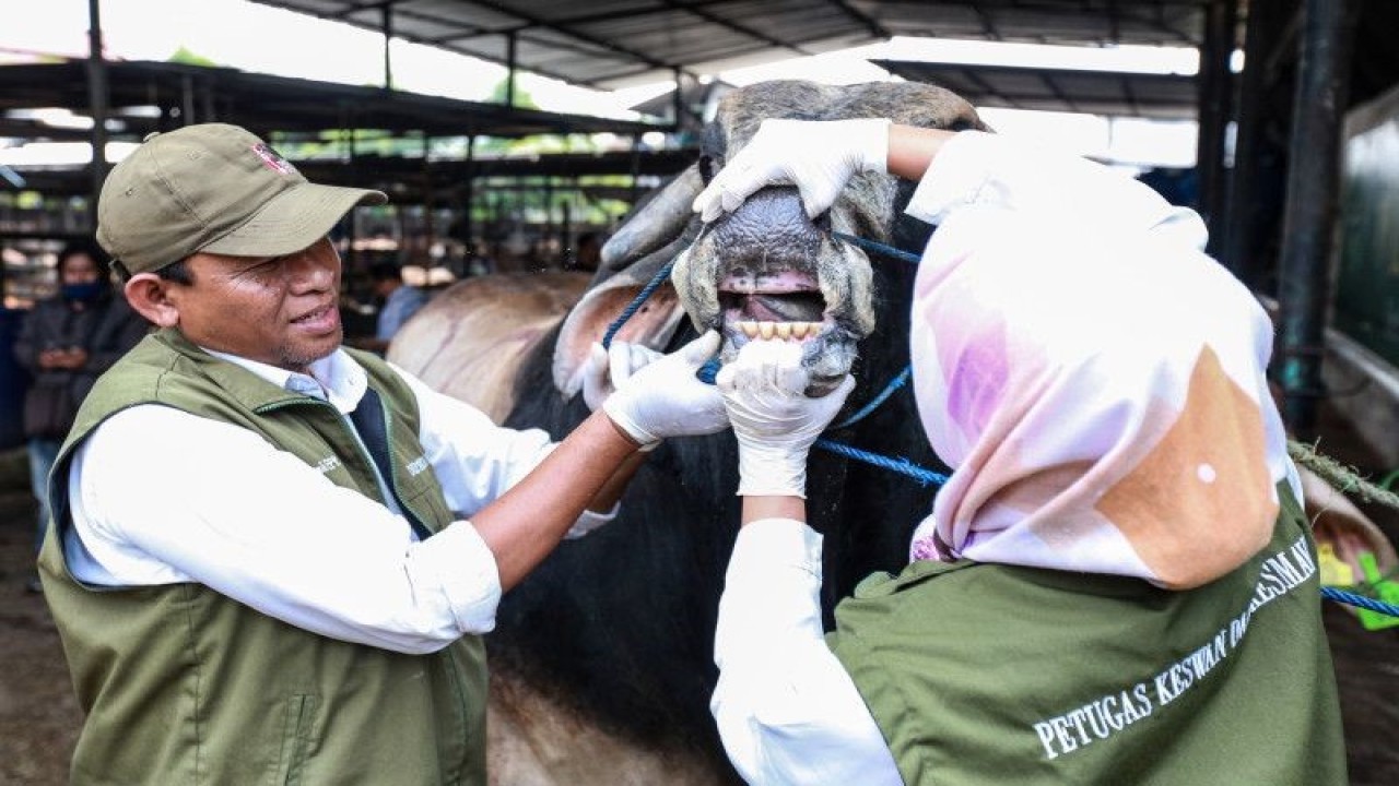 Ilustrsai: Petugas DKP3 memeriksa mulut serta gigi sapi hewan kurban di CV Puput Bersaudara, Rangkapan Jaya, Depok, Jawa Barat, Rabu (21/6/2023). . ANTARA FOTO/Asprilla Dwi Adha/hp. (ANTARA FOTO/ASPRILLA DWI ADHA)