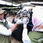 Dokter hewan beri tips pilih hewan kurban sehat-1687340478