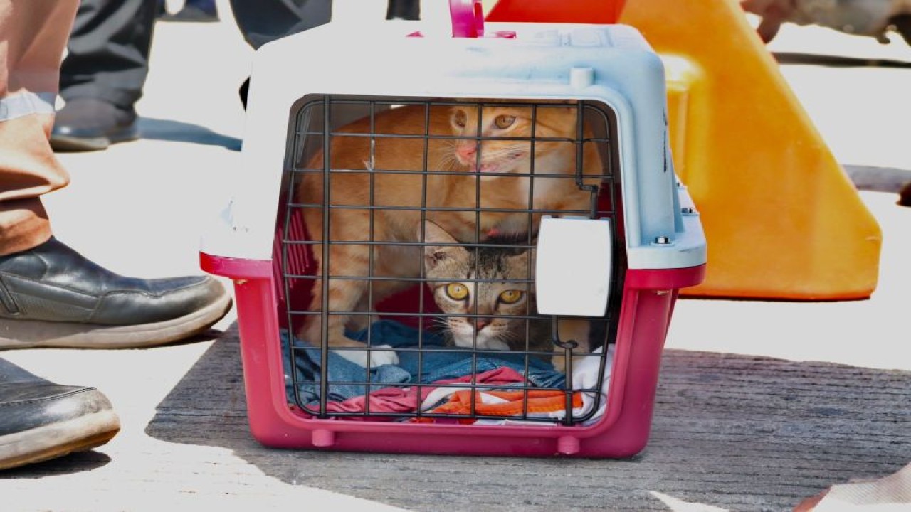 Dua ekor kucing yang ditolak masuknya ke Batam dari Riau oleh Karantina Pertanian (ANTARA/HO-Humas Karantina Pertanian Batam)