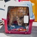 Dua ekor kucing yang ditolak masuknya ke Batam dari Riau oleh Karantina Pertanian (ANTARA/HO-Humas Karantina Pertanian Batam)-1687507118
