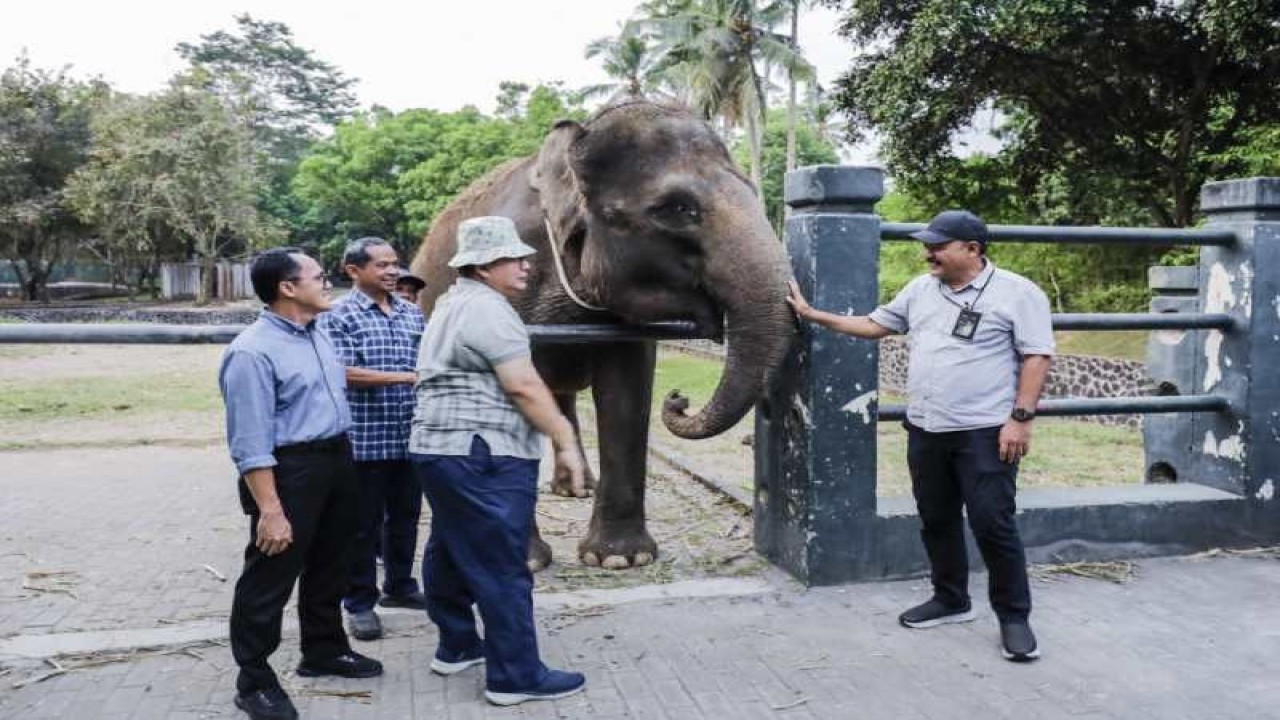 Gajah di Taman Wisata Candi Borobudur. ANTARA/HO - PT TWC