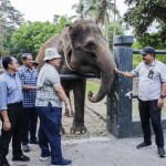 Gajah-1686723077