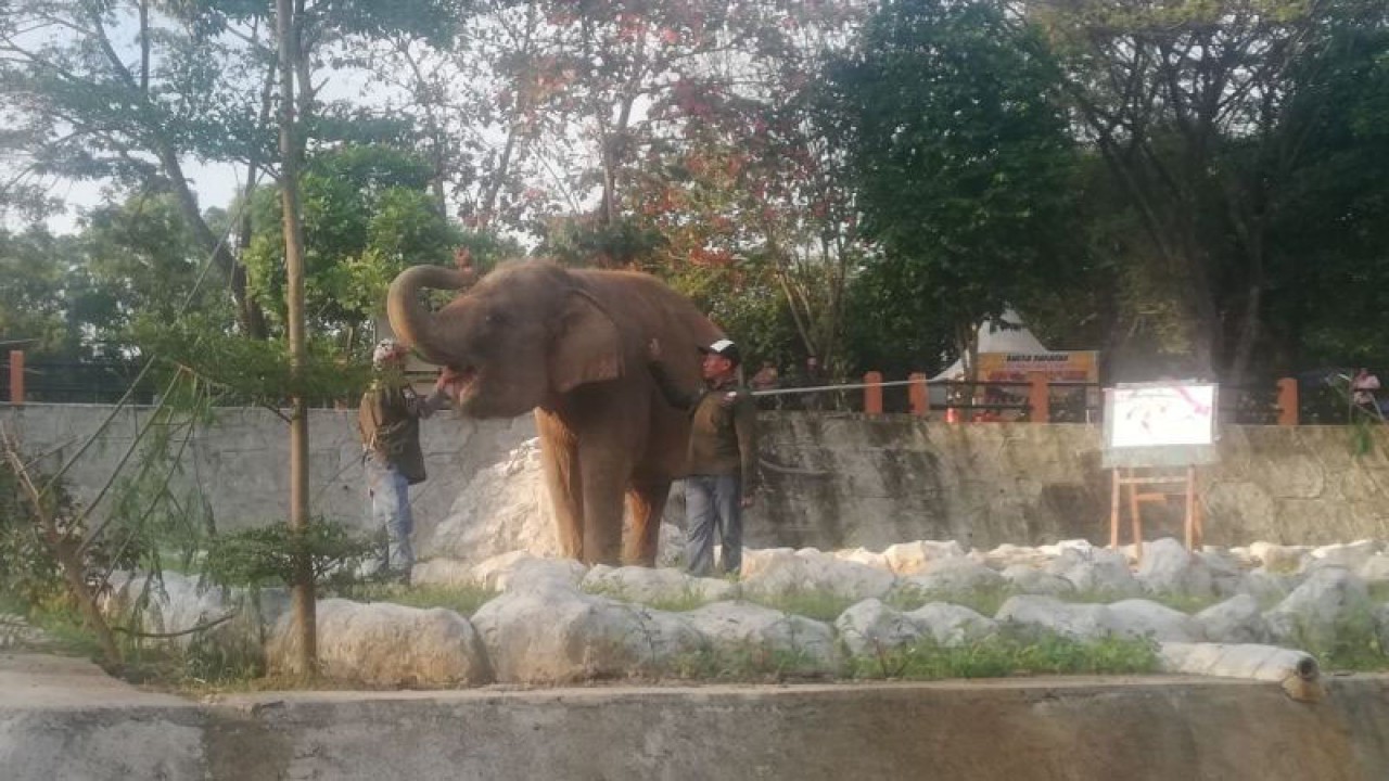 Dua mahout, yakni pawang gajah sedang berinteraksi dengan salah satu dari dua gajah yang diserahkan pengelolaannya oleh Balai Konservasi Sumber Daya Alam (BKSDA) Jawa Tengah kepada Semarang Zoo, di Semarang, Jumat (16/6/2023). (ANTARA/Zuhdiar Laeis)