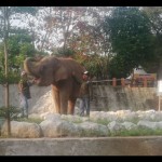 gajah-1686920072