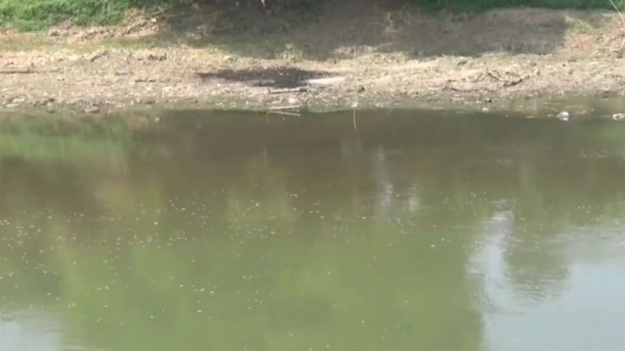 Sungai Bengawan Solo yang sempat tercemar limbah alkohol, pada minggu lalu. ANTARA/Aris Wasita