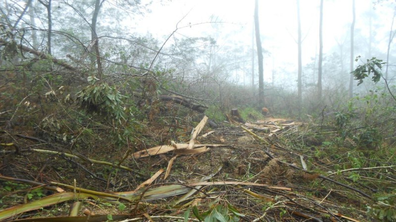 Salah satu sudut area hutan lumut Bawakaraeng di Kabupaten Gowa, Sulsel, yang kerap kali terbakar. FOTO ANTARA/Nur Suhra Wardyah/Juni 2023
