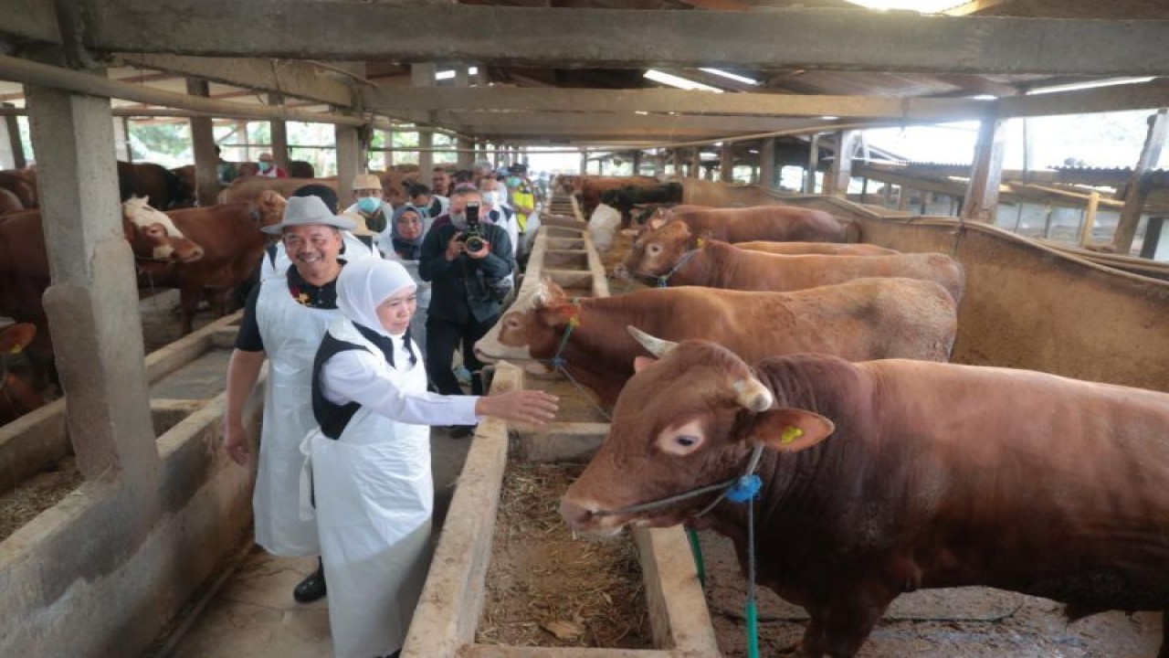 Gubernur Jatim Khofifah Indar Parawansa meninjau kondisi kesehatan hewan kurban di kandang milik H Juri di Dusun Pilanggot, Desa Wonokromo, Kecamatan Tikung, Kabupaten Lamongan, Selasa (6/6/2023). (ANTARA/HO-Biro Adpim Jatim)