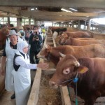 Gubernur Khofifah: Jatim surplus hewan kurban-1686048625