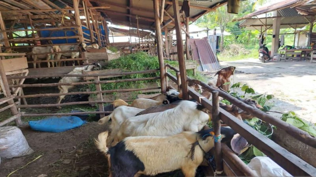 Hewan kurban di Belitung, Provinsi Babel. (FOTO ANTATA/Kasmono-Apriliansyah)