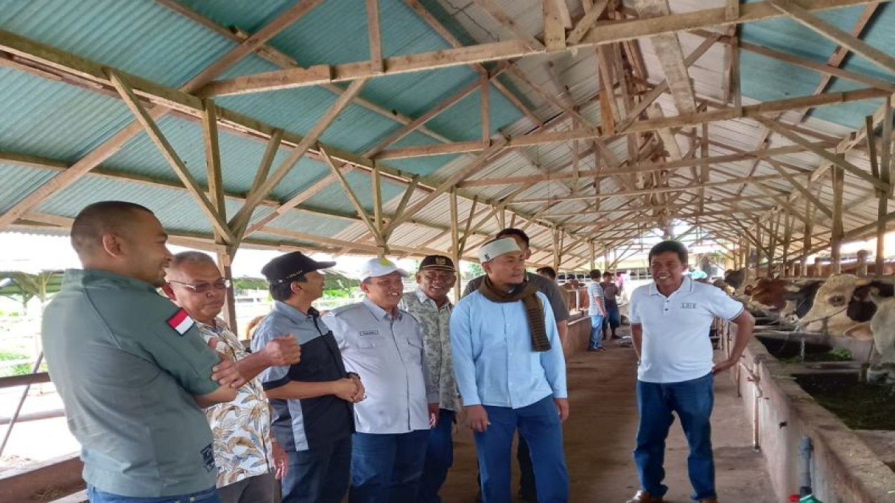 Plt Kepala Dinas Perkebunan dan Peternakan Pasaman Barat Roni Hendri Eka Putra (peci putih) saat meninjau hewan ternak sapi warga dalam rangka persiapan kurban Hari Raya Idul Adha 1444 Hijriah.