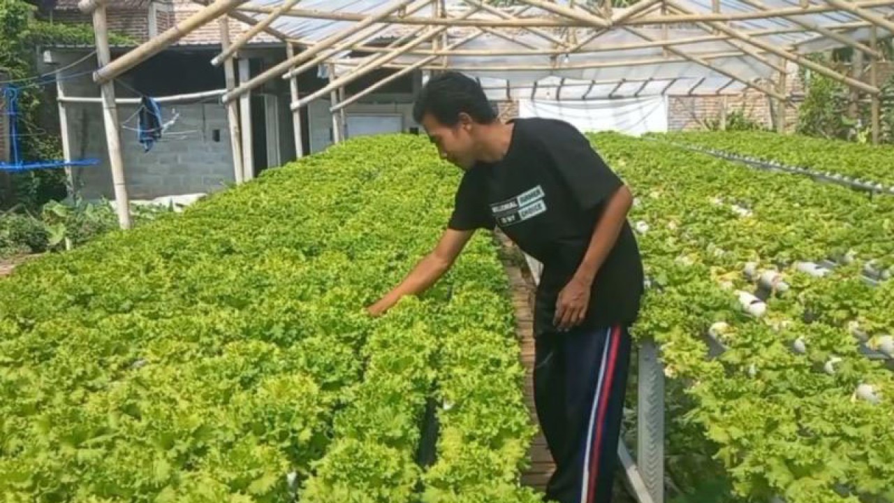 Petani hidroponik di Desa Balerejo, Kecamatan Kebonsari, Kabupaten Madiun, Jatim merawat tanaman selada. Menurut petani, dalam seminggu bisa memanen sayur selada hingga dua kuintal dengan harga jual Rp25 ribu per kilogram dan dipasarkan rumah makan hingga pasar lokal. ANTARA/Louis Rika
