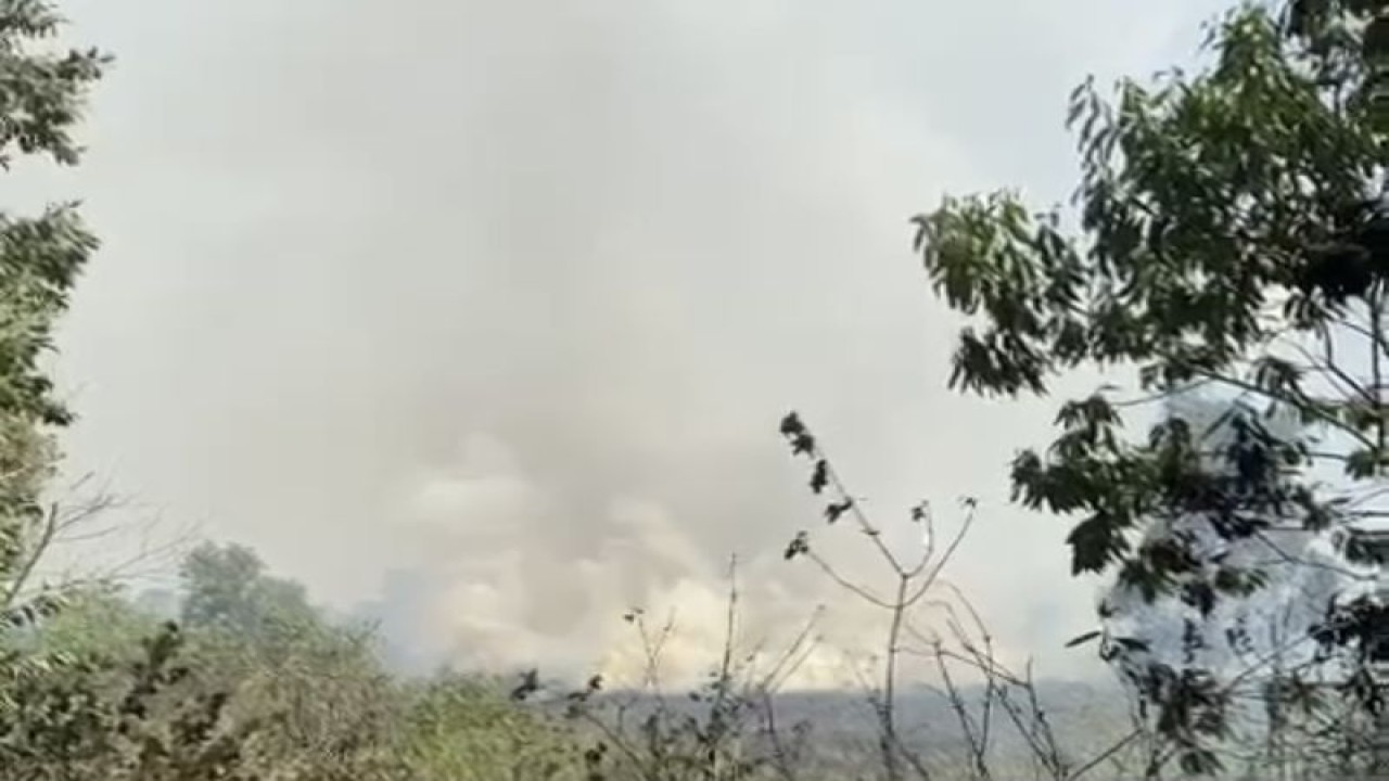 Kebakaran hutan dan lahan (karhutla) dengan jarak radius sekitar 1 kilometer terlihat kepulan asap membumbung tinggi dan kebakaran mulai menyebar ke lahan lain di Kelurahan Landasan Ulin Barat, Kecamatan Liang Anggang, Kota Banjarbaru, Kalimantan Selatan, Sabtu (3/6/2023). ANTARA/Tumpal Andani Aritonang