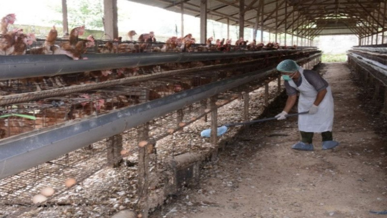 Ilustrasi - Peternak ayam membersihkan kandang sebagai bagian dari pendekatan One Health untuk menanggulangi resistensi antimikroba pada hewan hewan ternak. ANTARA/HO-WHO