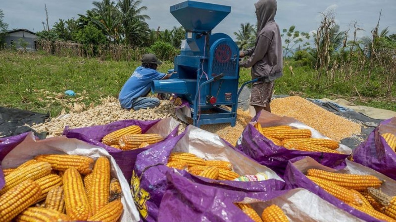 Ilustrasi - Pekerja memipil jagung dengan mesin pemipil di Desa Kaleke, Sigi, Sulawesi Tengah, Rabu (2/11/2022).