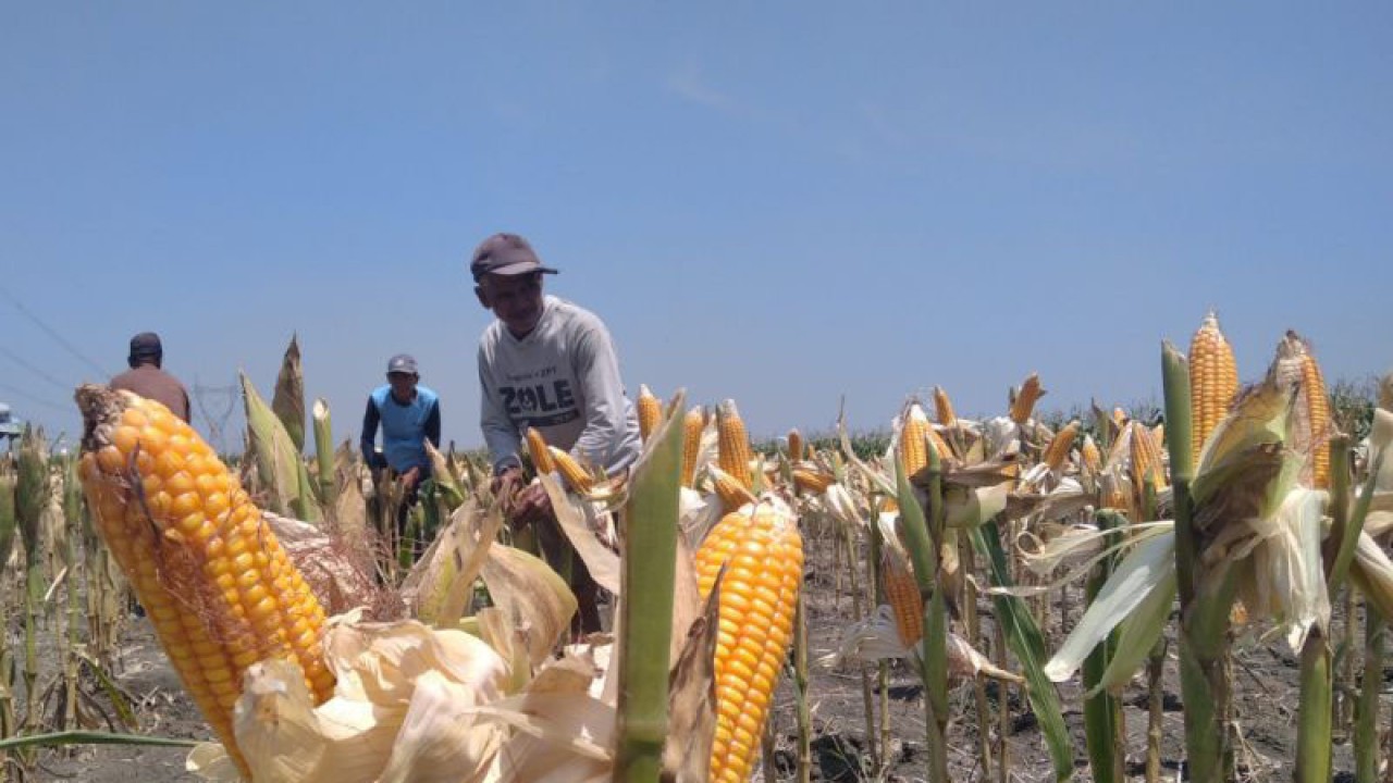 Sejumlah petani di Kabupaten Grobogan, Jawa Tengah, tengah melakukan panen tanaman jagung di lahan sawahnya. (ANTARA/Akhmad Nazaruddin Lathif)