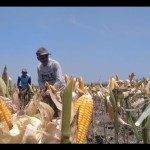 jagung-1686195821
