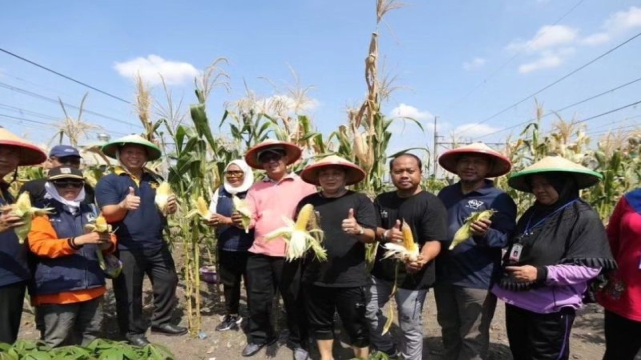 Wali Kota Jakarta Utara Ali Maulana Hakim (keempat kiri) memanen jagung bersama jajaran pegawai Pemerintah Kota Jakarta Utara di Kampung Bahari RW07 Kelurahan Tanjung Priok, Kecamatan Tanjung Priok, Jumat (9/6/2023). ANTARA/HO-Kominfotik Jakarta Utara