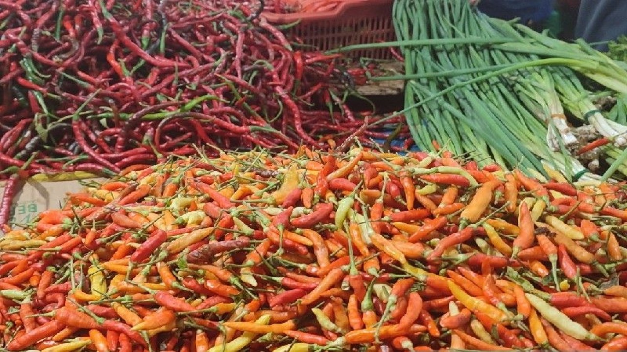 Jelang Idul Adha, harga cabai rawit lokal di Jayapura naik jadi Rp 120.000/kg. (ANTARA/Evarukdijati)