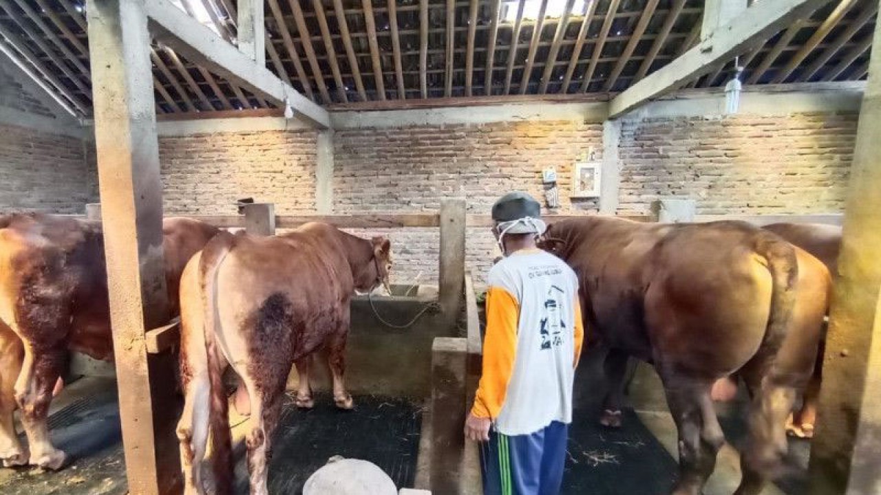 Sapi (kanan) yang dibeli oleh Presiden Jokowi dari peternak Karanganyar, Jawa Tengah, Selasa (20/6/2023). ANTARA/Aris Wasita