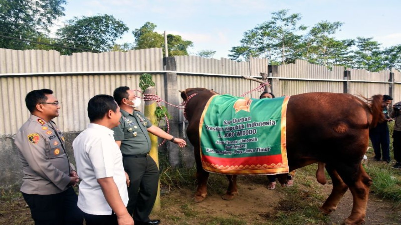 Bupati Lumajang Thoriqul Haq bersama forkopimda meninjau sapi limosin yang dijadikan hewan kurban Presiden Jokowi yang berasal dari peternak Desa/Kecamatan Sumbersuko, Selasa (27/6/2023) (ANTARA/HO-Diskominfo Lumajang)