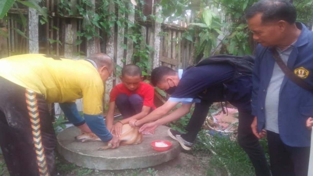 Petugas memvaksinasi anjing guna mencegah penularan rabies di Kabupaten Sintang, Provinsi Kalimantan Barat. (ANTARA/HO-Kominfo Sintang)