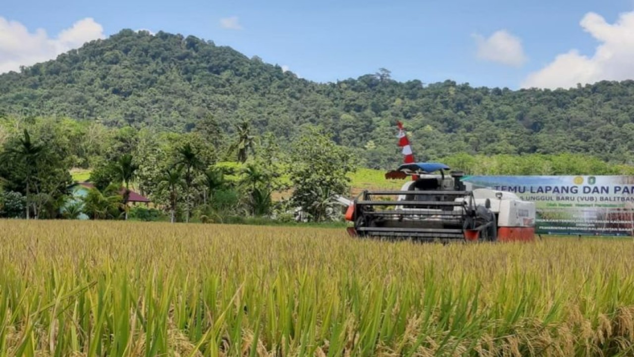 Aktivitas di sektor pertanian di Kalbar (ANTARA/Dedi)