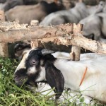 Kambing-1686239092