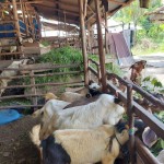 kambing-1686323289